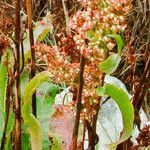 Rumex rupestris fruit picture by Alain Lagrave (cc-by-sa)