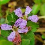 Lythrum rotundifolium flower picture by susan brown (cc-by-sa)