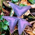 Oxalis triangularis leaf picture by JP Corrêa Carvalho (cc-by-sa)