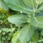 Calotropis gigantea leaf picture by jean (cc-by-sa)