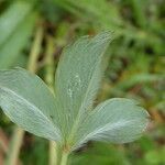 Potentilla montana leaf picture by Llandrich anna (cc-by-sa)