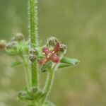 Galium maritimum flower picture by Llandrich anna (cc-by-sa)