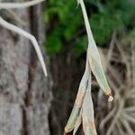 Tillandsia caliginosa flower picture by Trap Hers (cc-by-sa)