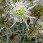 Eryngium campestre flower picture by gilles collin (cc-by-sa)