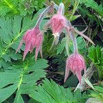 Geum triflorum flower picture by K O (cc-by-sa)