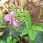 Desmodium cuneatum flower picture by Trap Hers (cc-by-sa)