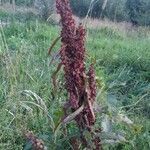 Rumex aquaticus flower picture by badnightmare (cc-by-sa)