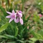 Allium narcissiflorum flower picture by Scuola Mtb (cc-by-sa)