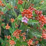 Erica terminalis flower picture by David Hocken (cc-by-sa)