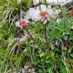 Erigeron uniflorus leaf picture by Andrea Schieber (cc-by-sa)