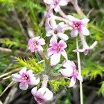 Arjona patagonica flower picture by Trap Hers (cc-by-sa)