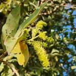 Combretum molle flower picture by Susan Brown (cc-by-sa)