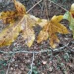 Liquidambar styraciflua leaf picture by Eli Small (cc-by-sa)