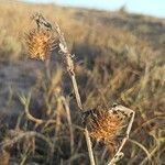 Centaurea melitensis fruit picture by Raul Vaquer (cc-by-sa)