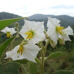 Solanum variabile flower picture by Renato Lima (cc-by-nc-sa)