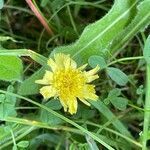 Leontodon hispidus flower picture by David Hocken (cc-by-sa)