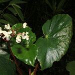 Begonia multinervia flower picture by Nelson Zamora Villalobos (cc-by-nc)