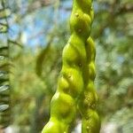 Prosopis flexuosa fruit picture by Trap Hers (cc-by-sa)