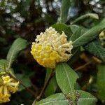 Edgeworthia gardneri flower picture by phuentsho (cc-by-sa)