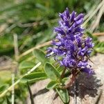 Veronica allionii habit picture by Yoan MARTIN (cc-by-sa)