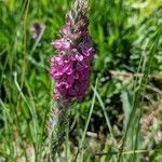 Pedicularis attollens flower picture by John John Hardham (cc-by-sa)