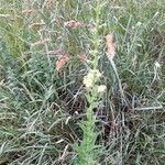 Verbascum blattaria habit picture by Lionel F (cc-by-sa)