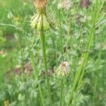 Urospermum picroides habit picture by Giorgio Fornara (cc-by-sa)