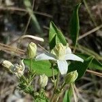 Clematis flammula flower picture by Daniel Bourget (cc-by-sa)