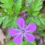 Geranium robertianum flower picture by Gerrit Busser (cc-by-sa)