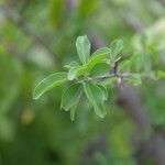 Sideroxylon stenospermum leaf picture by Nelson Zamora Villalobos (cc-by-nc)