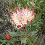 Protea obtusifolia flower picture by Phygelius (cc-by-sa)