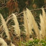 Cortaderia selloana flower picture by Ata Bilgili (cc-by-sa)