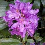 Rhododendron ponticum flower picture by Walter Antoine (cc-by-sa)