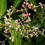 Miconia smaragdina flower picture by Nelson Zamora Villalobos (cc-by-nc)