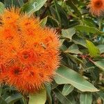 Corymbia ficifolia flower picture by manida morrell (cc-by-sa)