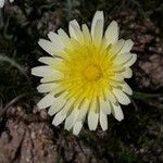 Malacothrix californica flower picture by Monika Kopp (cc-by-sa)