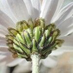 Leucanthemopsis alpina fruit picture by Yoan MARTIN (cc-by-sa)