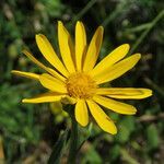 Senecio doronicum flower picture by claire Felloni (cc-by-sa)