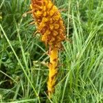 Orobanche elatior flower picture by dred (cc-by-sa)