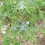 Juniperus communis fruit picture by Christoph Schroeckenfuchs (cc-by-sa)