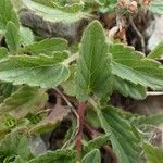 Scutellaria alpina habit picture by Yoan MARTIN (cc-by-sa)