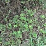 Rubus alceifolius habit picture by S. Dufour-Kowalski (cc-by-sa)