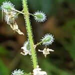 Circaea lutetiana fruit picture by Vincent Thery (cc-by-sa)