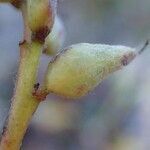 Salix pyrenaica fruit picture by Yoan MARTIN (cc-by-sa)