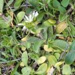 Cerastium glomeratum habit picture by Gaël Covain (cc-by-sa)