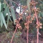 Eucalyptus camaldulensis fruit picture by Cue Fran (cc-by-sa)