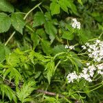 Achillea macrophylla habit picture by Martin Bishop (cc-by-sa)