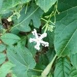 Trichosanthes cucumerina flower picture by Mayur Mayur Wahane (cc-by-sa)