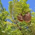 Jacaranda mimosifolia fruit picture by Canca (cc-by-sa)