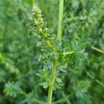 Galium mollugo habit picture by agathaha (cc-by-sa)